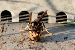 Frelon-Devore-abeille