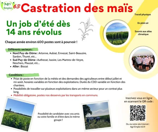 Castration des maïs