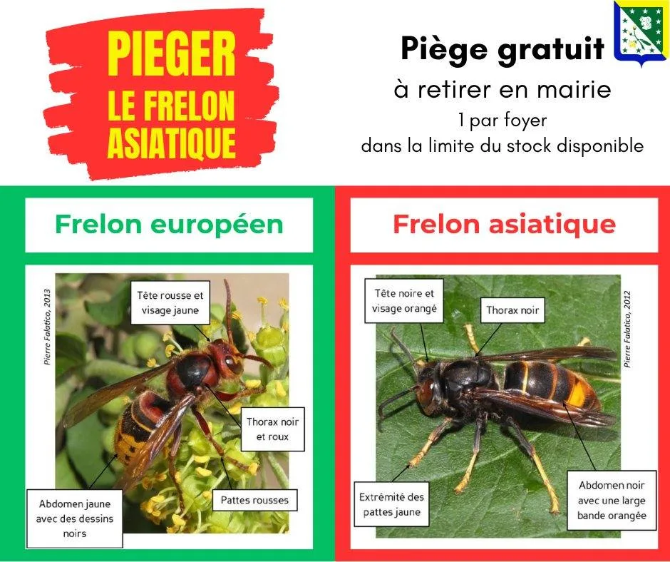 piege frelon asiatique